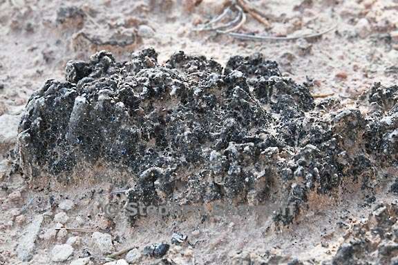 soil crusts 1 graphic
